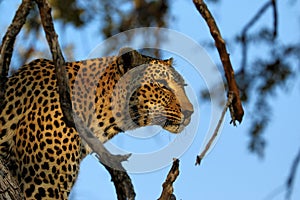 Portrait of a leopard Panthera pardus, Kruger National Park, South Africa