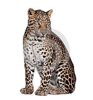 Portrait of leopard, Panthera pardus, sitting