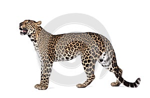 Portrait of leopard, Panthera pardus, standing photo