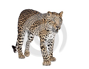 Portrait of leopard, Panthera pardus, standing photo