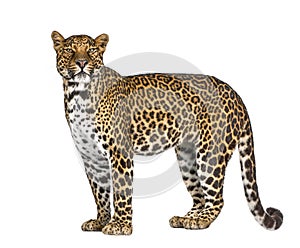 Portrait of leopard, Panthera pardus, standing, remasterized photo