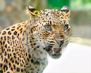 Portrait of leopard prints angry in the natural world.