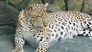 Portrait of leopard prints relaxing in the zoo.