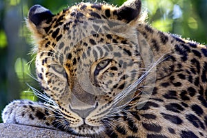 Portrait of a leopard in profile relaxing