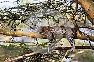Portrait of a leopard resting on a tree. Nakuru, Africa