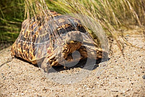 Portrait of leopard tortoise, Stigmochelys pardalis, Mature aduld photo