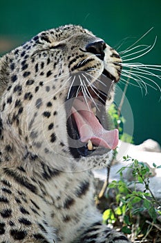 Portrait of a leopard yawning