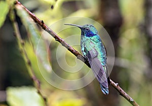 Portrait of Lesser Violetear hummingbird Colibri cyanotus,Panama