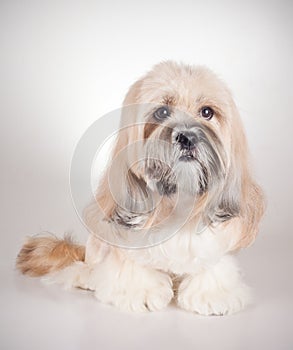 Portrait of lhasa apso dog