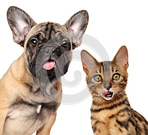Portrait of licking cats and dogs