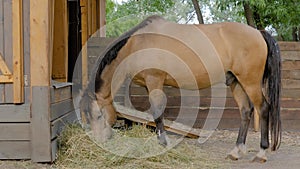 Portrait of light brown horse eating hay at farm - slow motion