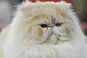 Portrait of a light-furred Persian cat