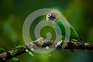 Portrait of light green parrot with brown head, Brown-hooded Parrot, Pionopsitta haematotis.