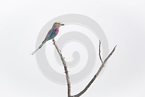 Portrait of a Lilac-Breasted Roller on Bare Tree Branch