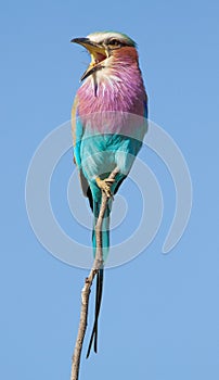 Portrait of  lilac breasted roller, Kruger Park calling loudly at bird invading its space