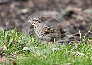 Portrait of a Lincoln`s Sparrow on ground.