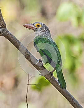 Portrait Lineated Barbet