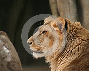 Portrait of lion