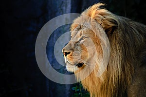 Portrait of a Lion