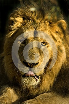 Portrait of a lion