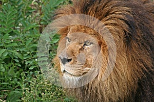 Portrait of lion photo