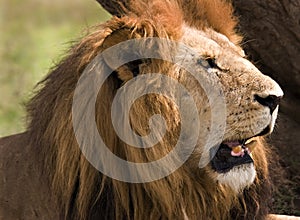 Portrait of a lion