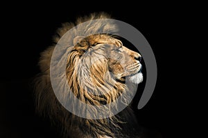 Portrait lion on the black. Detail face lion. Hight quality portrait lion. Portrait from animal photo