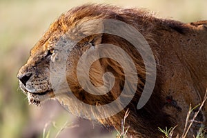 Portrait of Lion Clawed