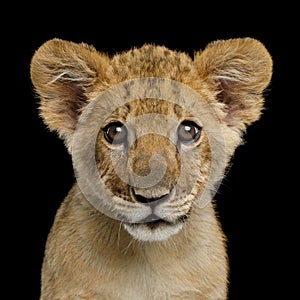Portrait of Lion Cub