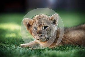 Portrait Of A Lion Cub