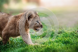 Portrait Of A Lion Cub