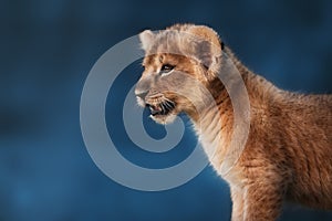 Portrait Of A Lion Cub