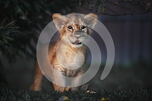 Portrait Of A Lion Cub