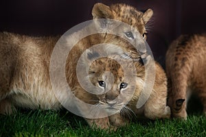 Portrait Of A Lion Cub