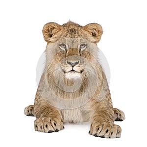 Portrait of lion cub against white background