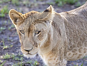 Portrait of a lion cub in Botswana