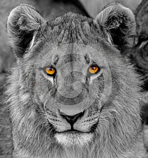 Portrait of a lion cub  Panthera Leo looking with strong eyes in the camera, Ongava Private Game Reserve  neighbour of Etosha,