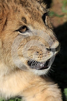 Portrait of a lion cubs face