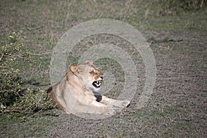 Portrait of lion growling in Serengeti, Serengeti