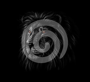 Portrait of a lion head on a black background