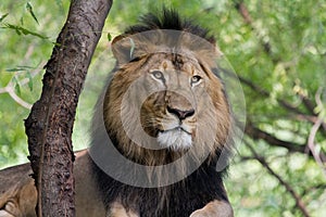 Portrait of a Lion Horizontal