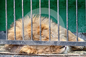 Portrait of a lion with an impressive placid look