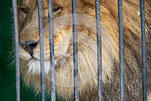 Portrait of a lion with an impressive placid look