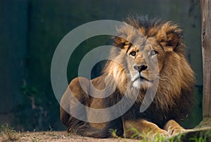 Portrait of a lion king