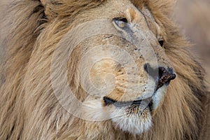 Portrait of a lion Kruger