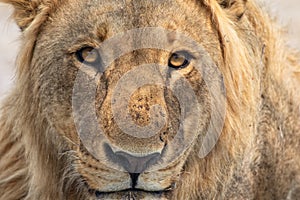 Portrait of a lion at kruger