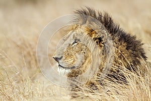 Portrait of a lion in Kruger National park, South Africa