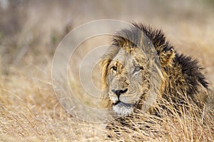 Portrait of a lion in Kruger National park, South Africa