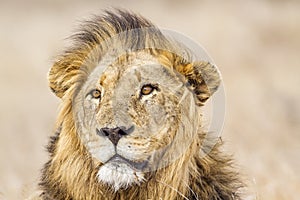 Portrait of a lion in Kruger National park, South Africa