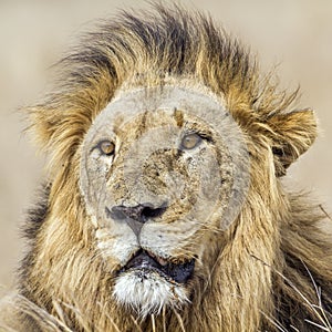 Portrait of a lion in Kruger National park, South Africa